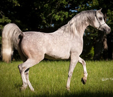 Ansata Sheikh Halim ( Ansata Hejazi x Ansata Samiha )